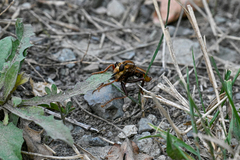 Asilus crabroniformis