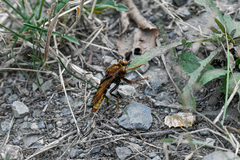 Asilus crabroniformis