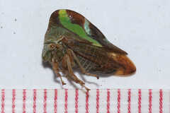 Smilia camelus