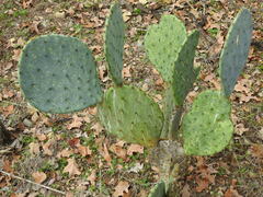 Opuntia lindheimeri