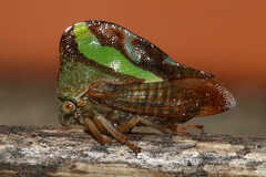 Smilia camelus