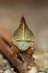 Smilia camelus