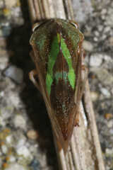 Smilia camelus
