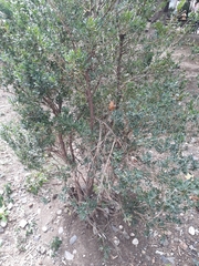 Buxus