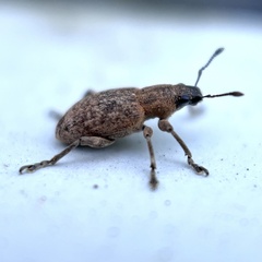 Tanymecus