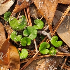 Dichondra carolinensis