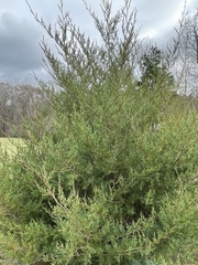 Pyracantha koidzumii