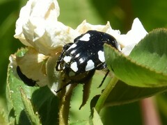 Mausoleopsis amabilis