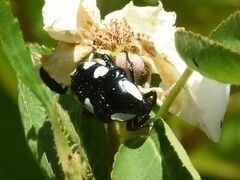 Mausoleopsis amabilis