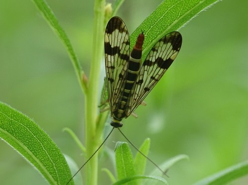 Panorpa communis