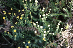 Chrysocoma coma-aurea