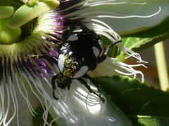 Mausoleopsis amabilis