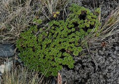 Azorella monantha