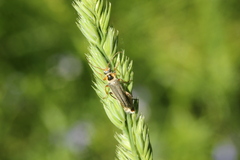 Cantharis nigricans