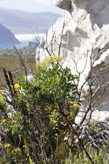 Notobubon galbanum