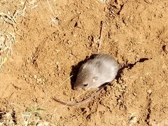 Peromyscus eva eva