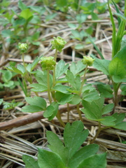 Adoxa moschatellina