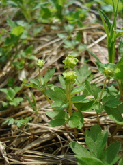 Adoxa moschatellina