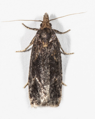 Phtheochroa