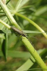 Agapanthia villosoviridescens