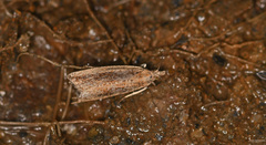 Bactra lancealana