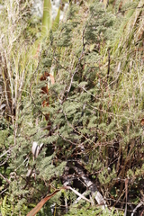 Asparagus rubicundus