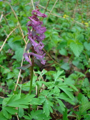Corydalis cava