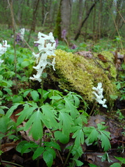 Corydalis cava