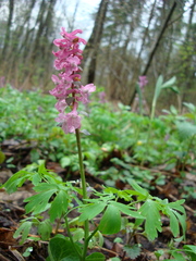 Corydalis cava