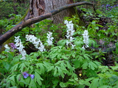 Corydalis cava