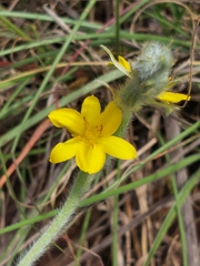 Hypoxis rigidula