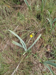Hypoxis rigidula