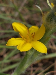 Hypoxis rigidula