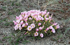 Oxalis enneaphylla