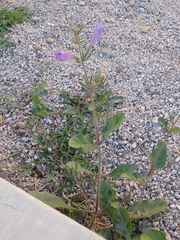 Ruellia ciliatiflora
