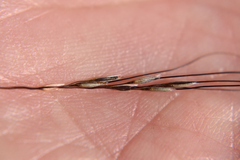 Austrostipa ramosissima