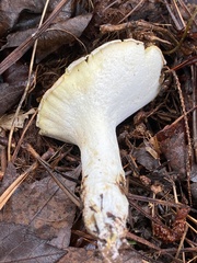 Albatrellus
