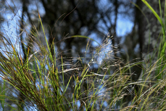 Austrostipa ramosissima