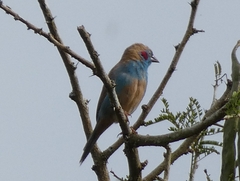 Uraeginthus bengalus