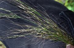 Austrostipa ramosissima