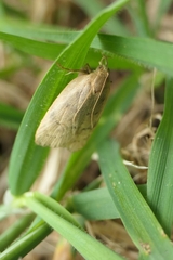 Phaeosaces coarctatella