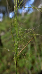Austrostipa ramosissima