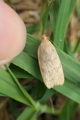 Phaeosaces coarctatella