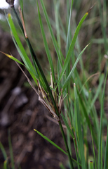 Austrostipa ramosissima
