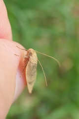 Phaeosaces coarctatella