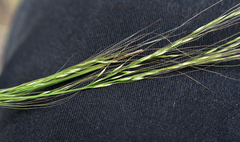 Austrostipa ramosissima