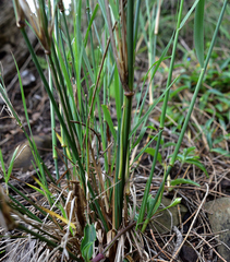Austrostipa ramosissima