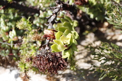 Crassula coccinea