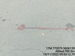 Amphisbaena fuliginosa bassleri