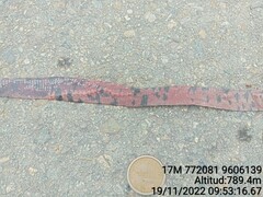 Amphisbaena fuliginosa bassleri